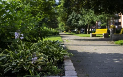Zakaj v Zagorju ob Savi varujemo tudi stara drevesa