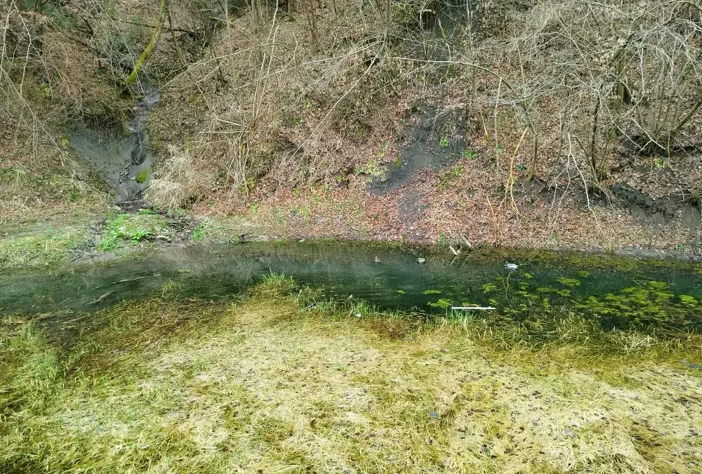 Zakaj v Zagorju ob Savi varujemo dvoživke