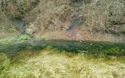 Zakaj v Zagorju ob Savi varujemo dvoživke